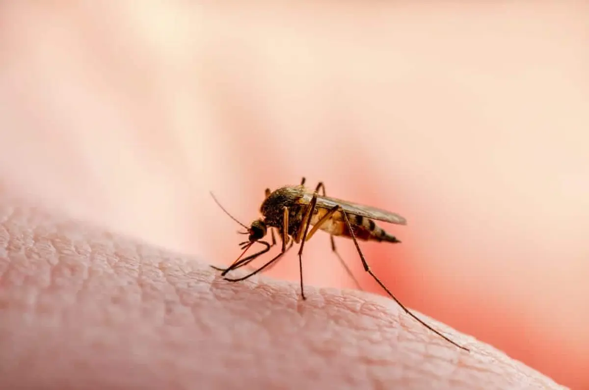 Mosquito biting human skin closeup