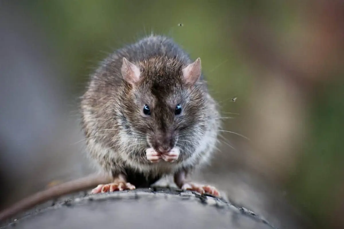 Close up portrait of a house mouse sitting on a rounded surface and looking toward the camera