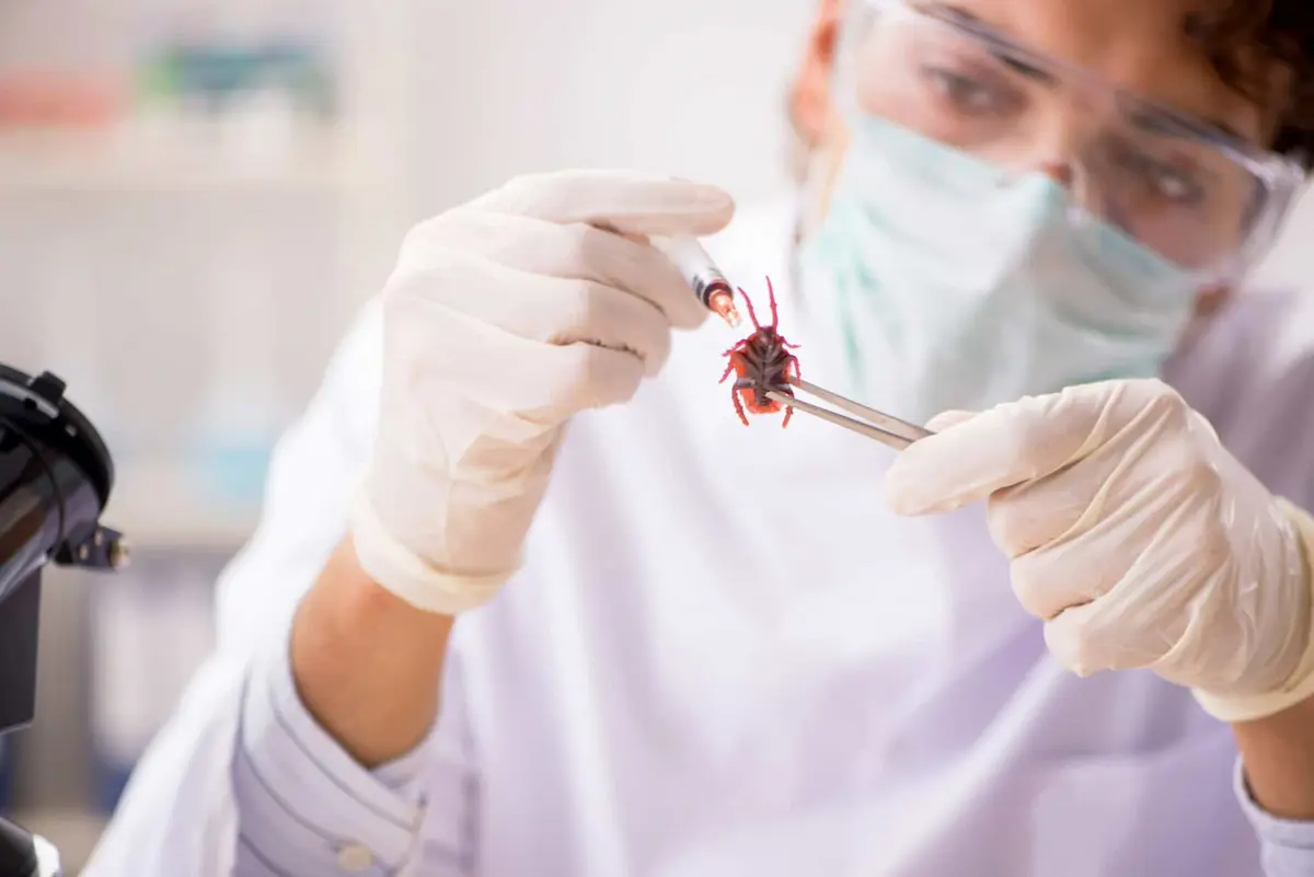Scientist wearing gloves examining a tick with laboratory tools
