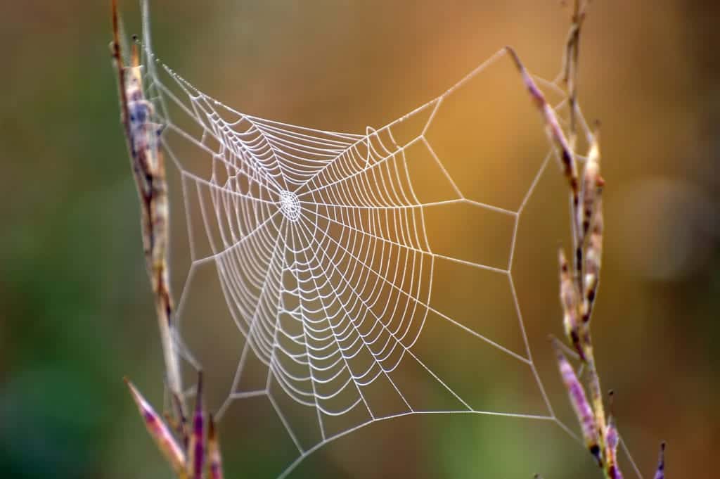 shutterstock 112321064 Natural Pest Control – Predators that Eat Pests