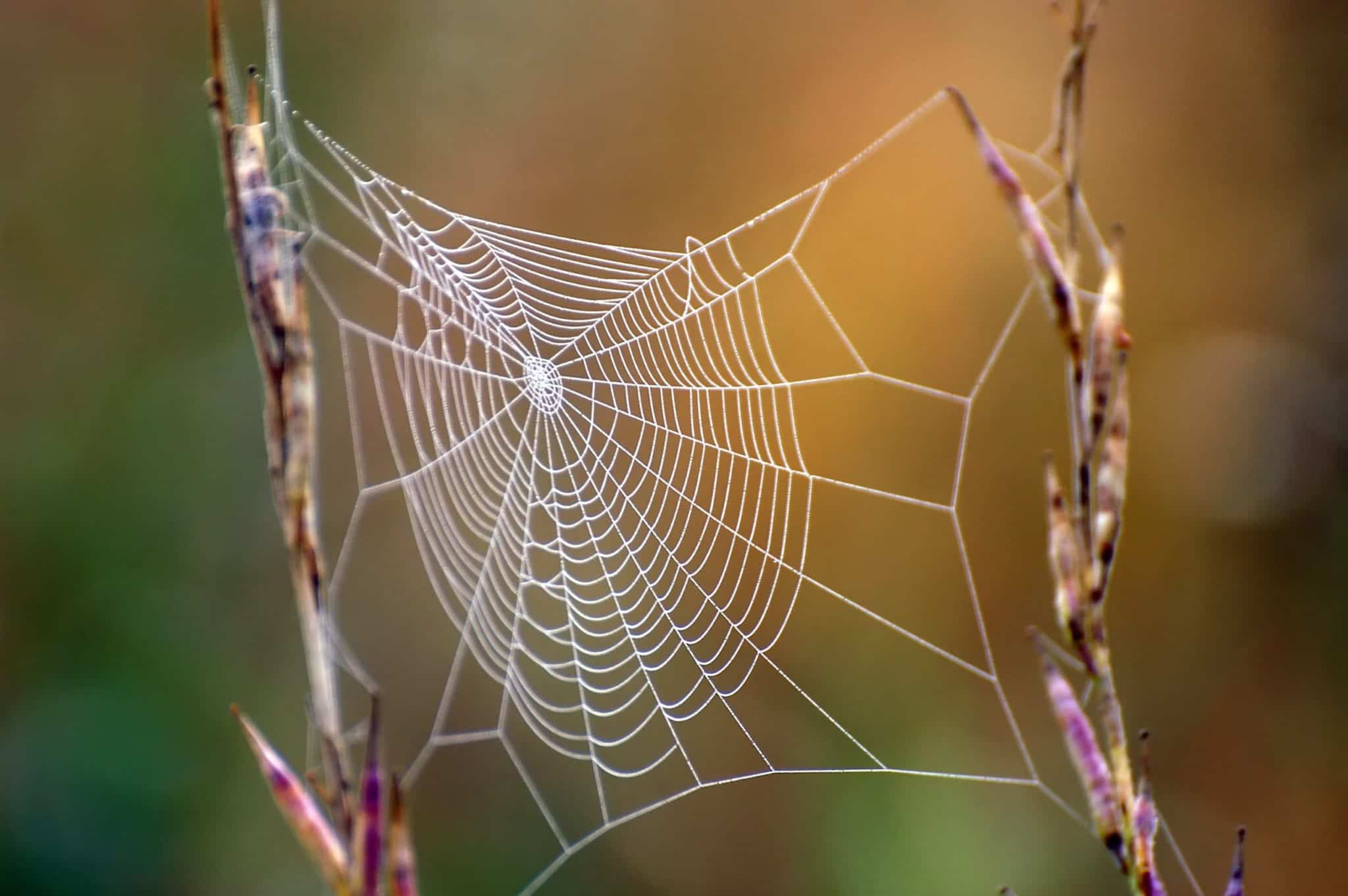 shutterstock 112321064 scaled Pests and Their Nests
