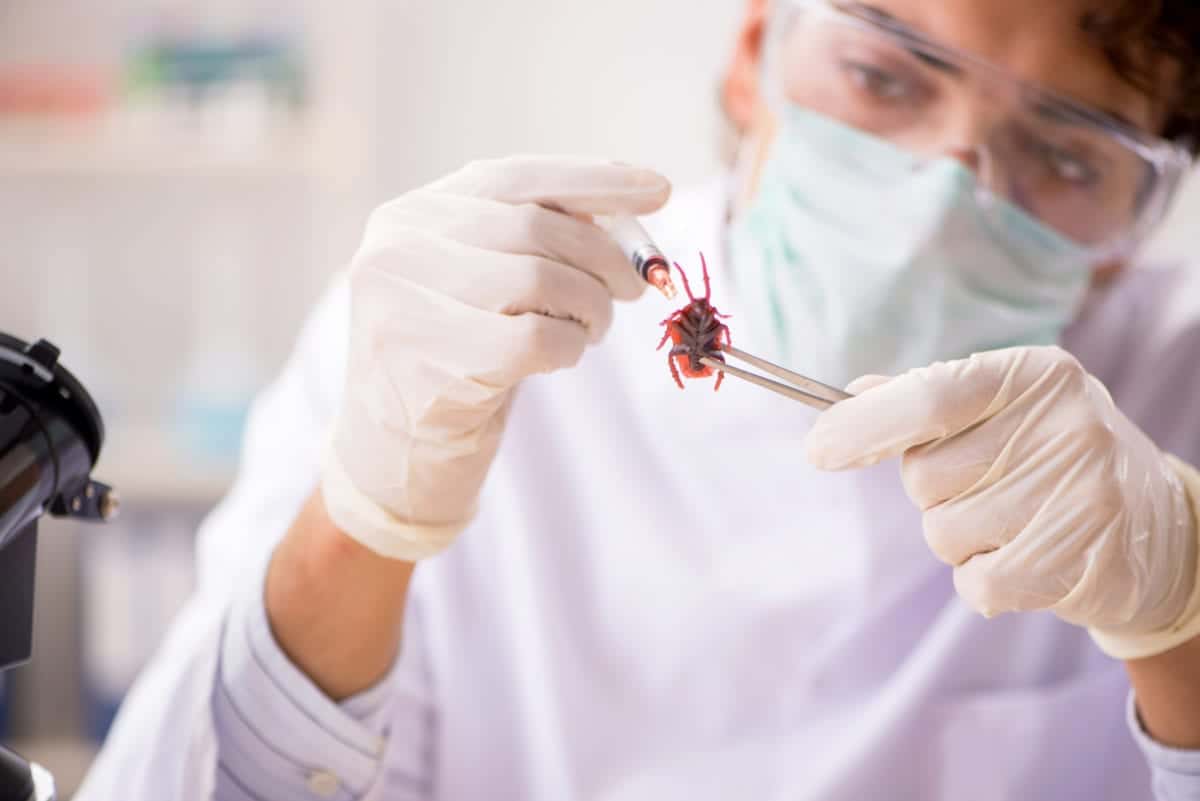 Male,Entomologist,Working,In,The,Lab,On,New,Species Pointe Pest