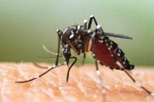 shutterstock 1446177758 Aedes,Albopictus,Mosquito.,Super,Macro,Close,Up,A,Mosquito,Sucking