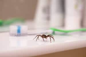 shutterstock 1463869553 Poisonous,Spider,Inside,Residential,Toilet.,Arachnophobia,Concept,,Fear,Of,Spider.