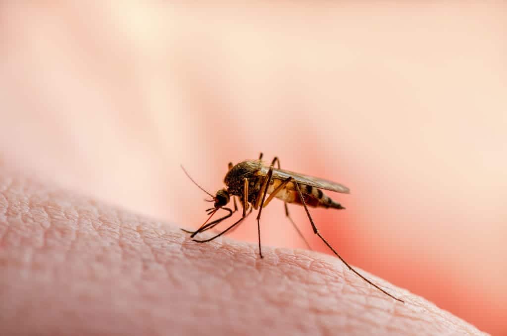 shutterstock 1483138139 10 Facts About Awful Mosquitos