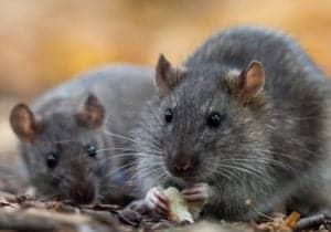 shutterstock 1641665731 The,Brown,Rat,(rattus,Norvegicus),Close,Up.