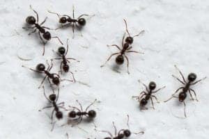 shutterstock 1658247745 Black,Ants,On,A,White,Background,Looks,Larger,Than,Ants