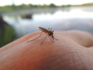 shutterstock 1662222109 A,Female,Mosquito,Sucking,Blood,On,Humanâ´s,Hand