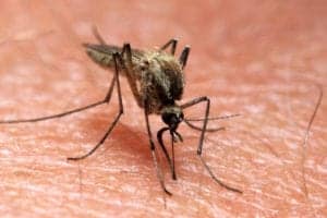 shutterstock 1677596089 Mosquito,Insect,Feeds,On,Blood,Flying