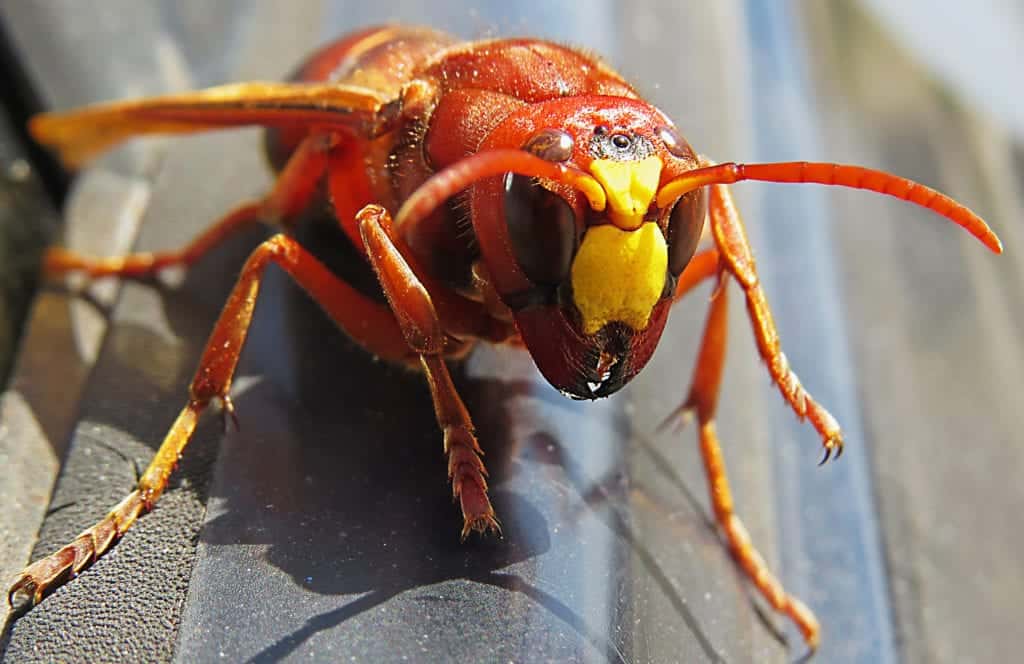 shutterstock 1725263518 2020’s Pest Control Highlights – A Year in Review