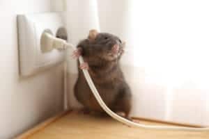 shutterstock 1746909146 Rat,Near,Power,Socket,Indoors.,Pest,Control