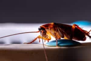 shutterstock 1899246358 Close-up,Of,Animal,Red,Cockroach,At,Night