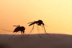 shutterstock 257567473 Two,Mosquitos,On,Human,Skin,At,Sunset
