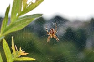 shutterstock 375416542 Garden,Spider,In,The,Cobweb