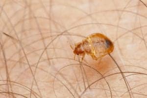 shutterstock 450677659 Bed,Bug,On,The,Skin