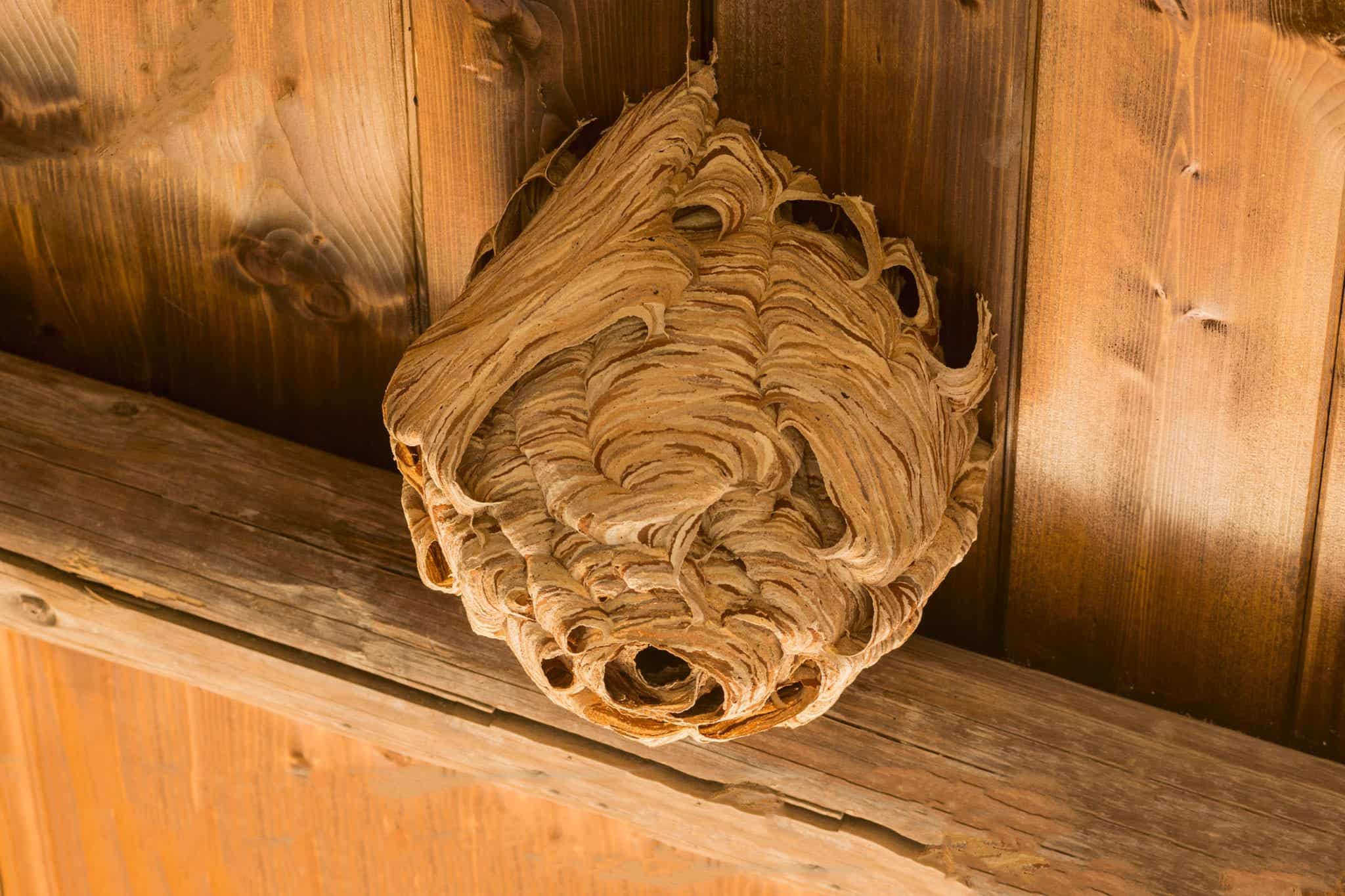 shutterstock 533251534 scaled Pests and Their Nests