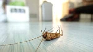 shutterstock 592626848 Dead,Cockroach,On,The,Floor,After,Being,Hit,By,Pesticides