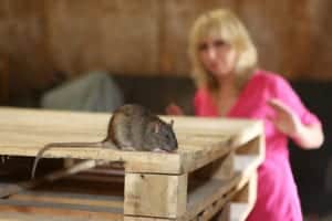 shutterstock 674026174 Rat,And,A,Woman,With,Fear,In,Background