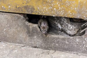 shutterstock 677059582 A,Rat,Come,Out,From,Under,The,Building.,Selective,Focus