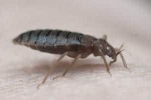 shutterstock 729822568 Bed,Bug,Sucking,Blood