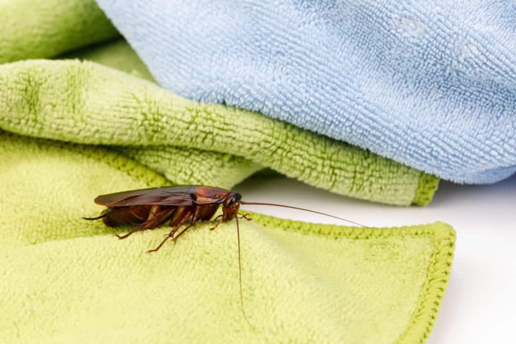 shutterstock 744897031 My House is Clean… So Why Do I Have Pests?