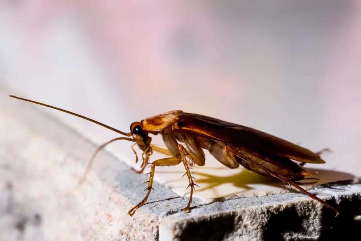 Side view of an American cockroach standing on a rough surface