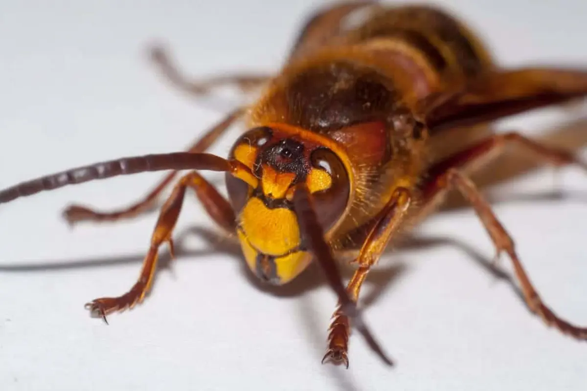 Close-up of an Asian giant hornet showing distinctive facial markings and features associated with this large stinging insect.