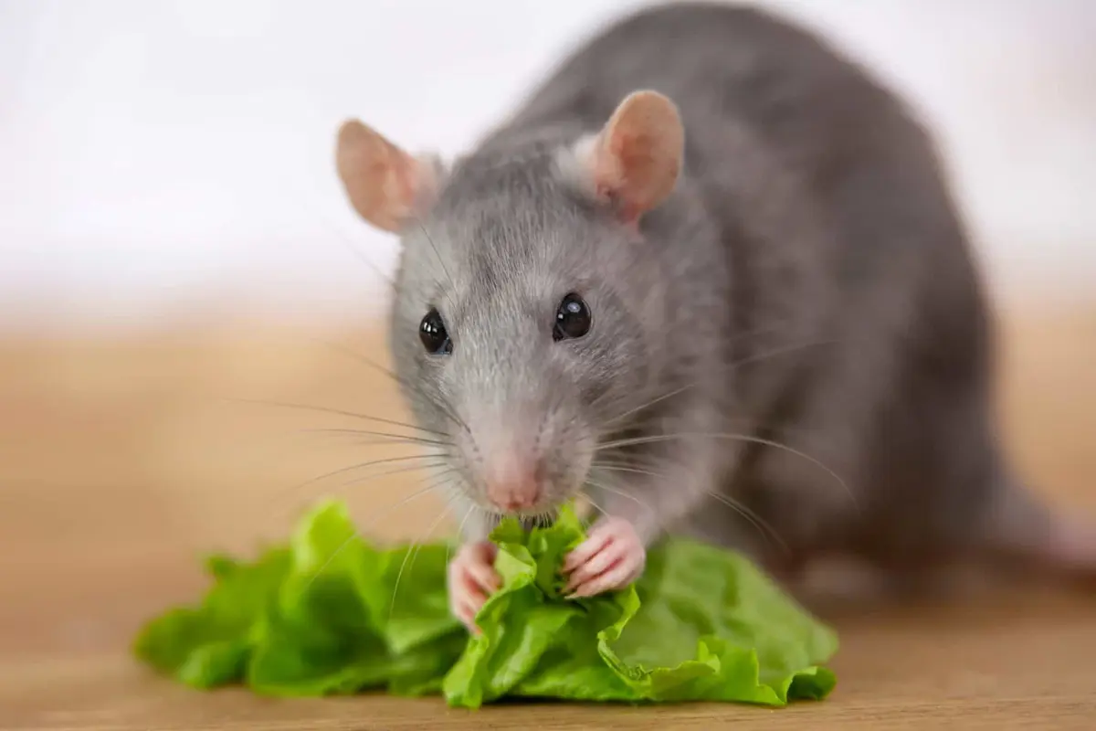 Gray rat eating green lettuce on a wooden surface