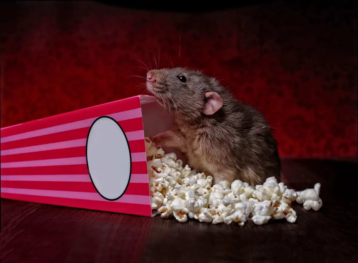 Funny rat eating popcorn spilled from striped popcorn box