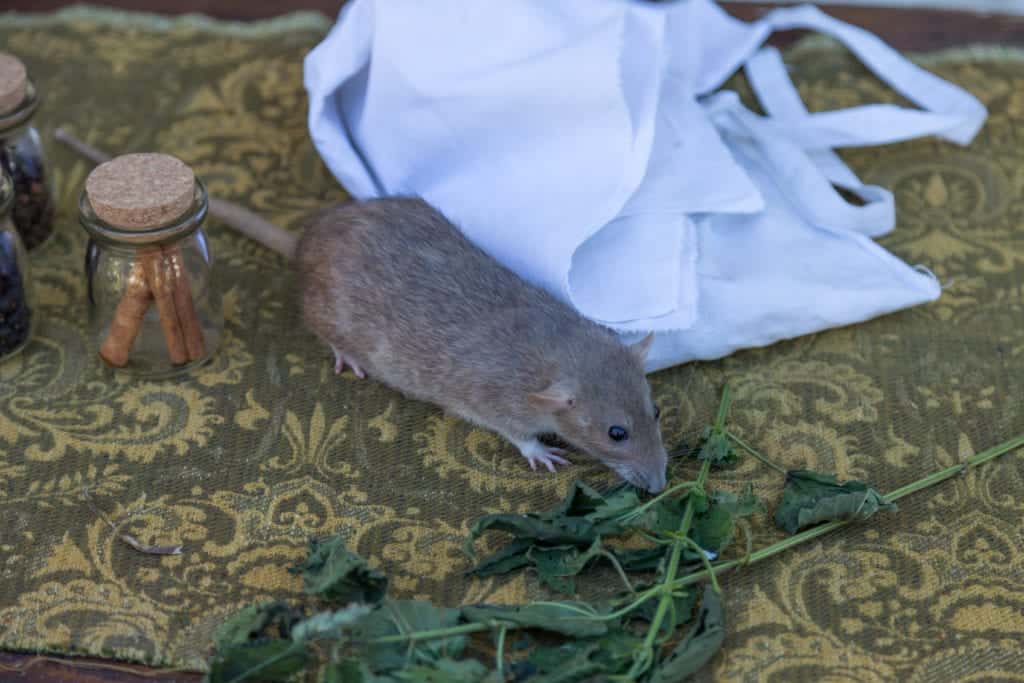shutterstock 1036530655 Rats are Not to Blame for the Black Plague?!