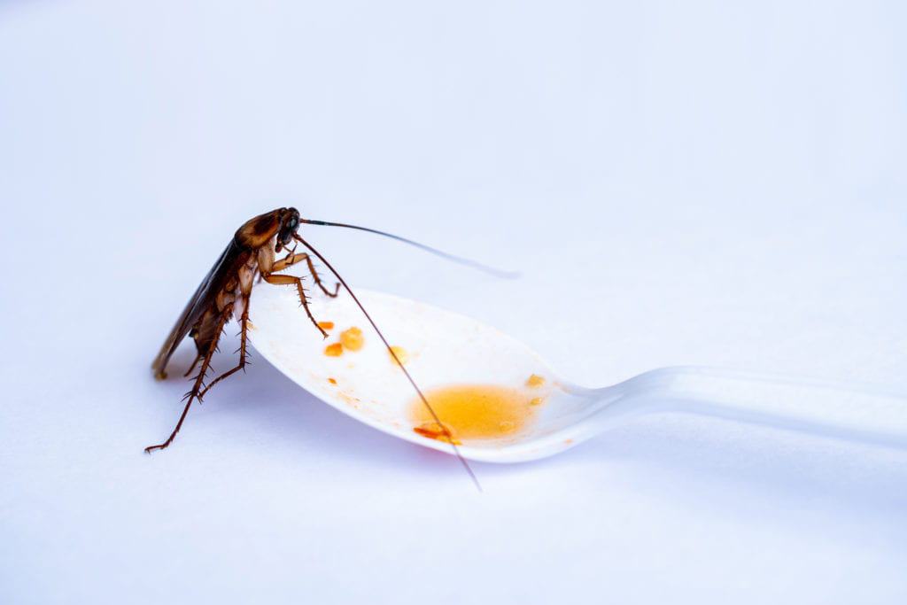 shutterstock 1085433641 Roaches Evolved to Avoid Our Traps