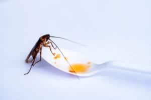shutterstock 1085433641 Cockroach,Eating,Remaining,Food,In,White,Plastic,Spoon,On,White