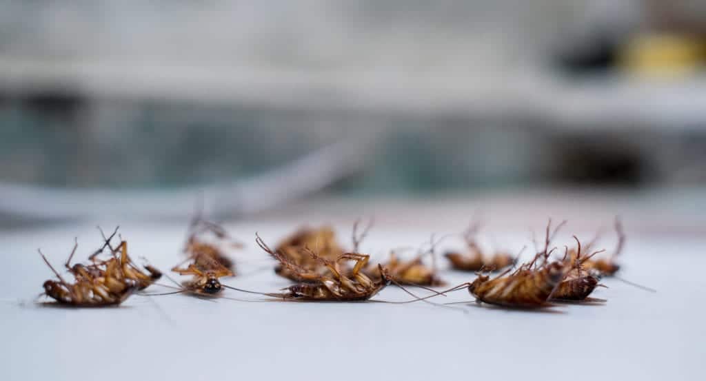 shutterstock 1103496890 Roaches Evolved to Avoid Our Traps