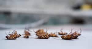 shutterstock 1103496890 Cockroach,Deceased,Close,Up