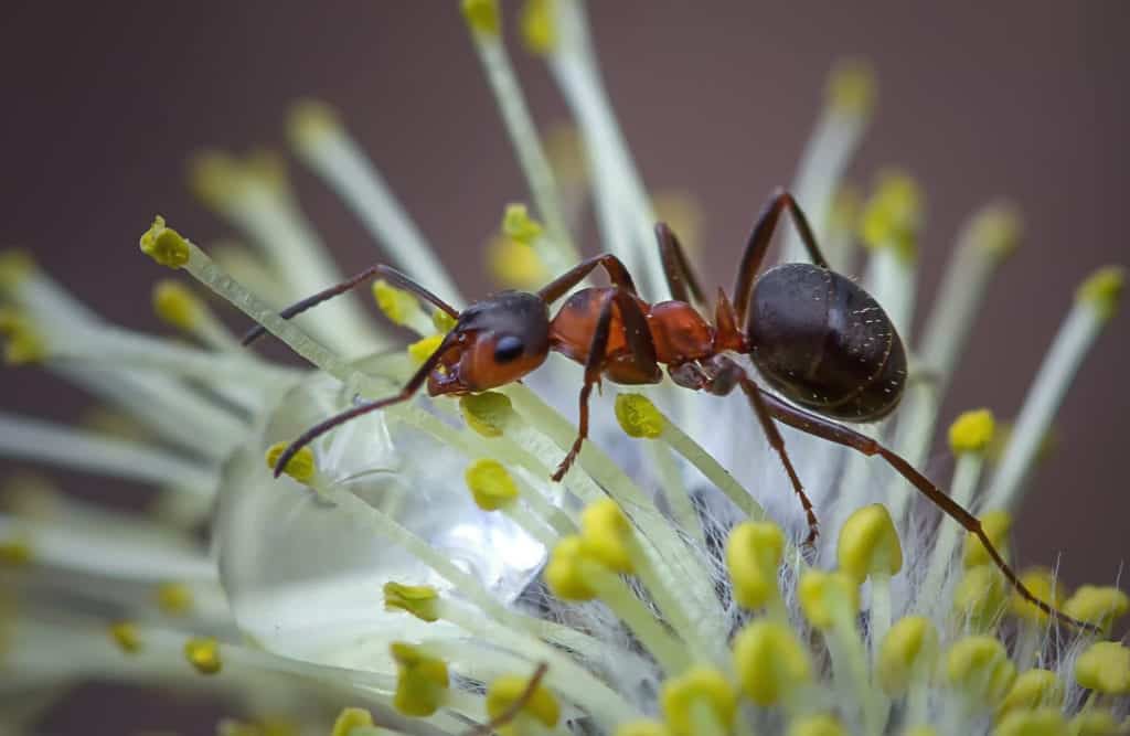 shutterstock 1139350529 Intriguing Ant Behaviors