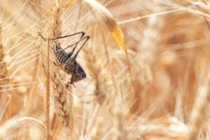 shutterstock 1210135069 Locust,On,Wheat,Grain.,Crop,Damage,To,Whole,Grain,Harvest.