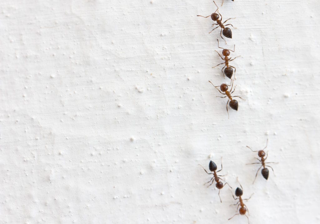 shutterstock 126724373 Intriguing Ant Behaviors