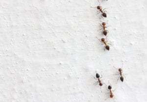 shutterstock 126724373 Ant,On,A,White,Background.,Macro