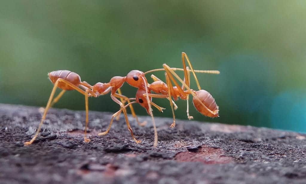 shutterstock 1275284389 Intriguing Ant Behaviors