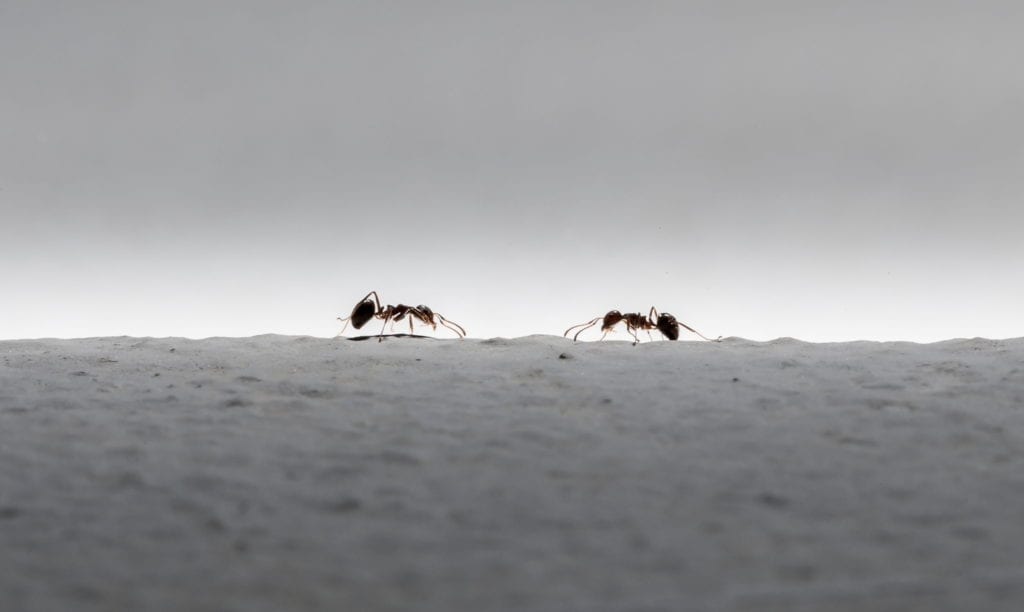 shutterstock 155110631 Intriguing Ant Behaviors