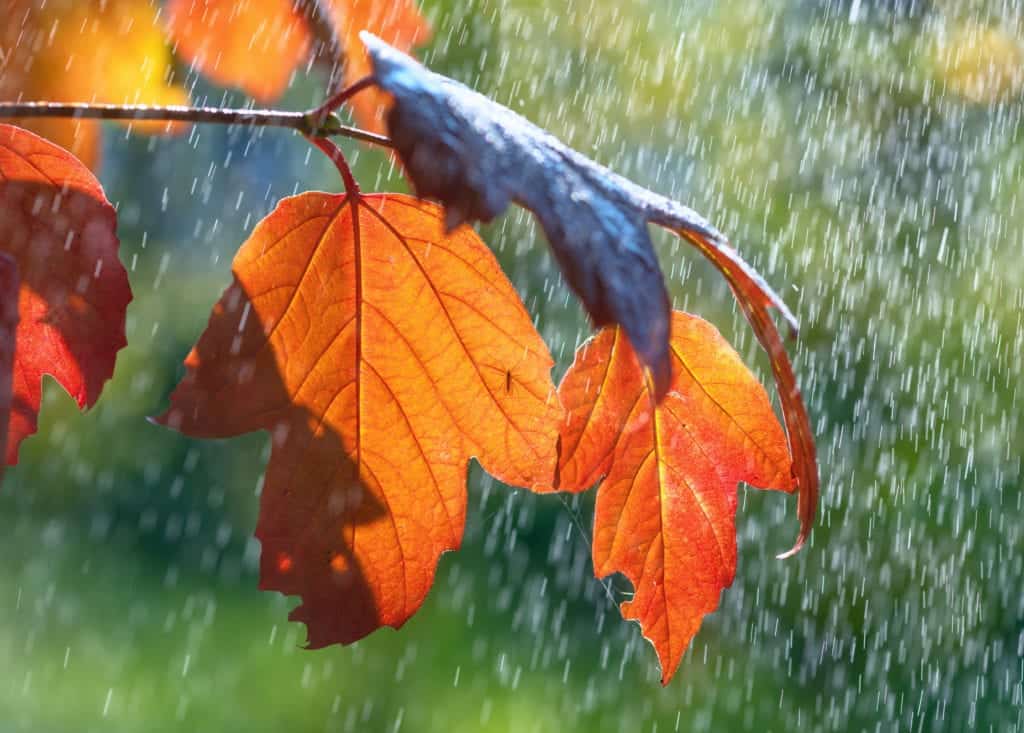 shutterstock 1666854034 Mosquitos in the Rain