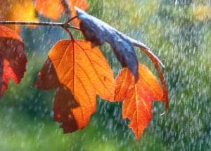 shutterstock 1666854034 A,Mosquito,Hid,From,The,Rain,On,A,Red,Leaf.