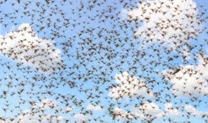 shutterstock 1749534224 Migratory,Locust,Swarm.,Locusta,Migratoria.,Acrididae.,Oedipodinae.,Agriculture,And,Pest