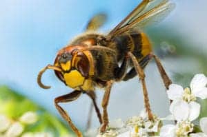 shutterstock 1899938800 Close-up,Of,A,Hornet,In,A,Meadow