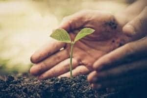 shutterstock 441975598 Hands,Of,Farmer,Growing,And,Nurturing,Tree,Growing,On,Fertile