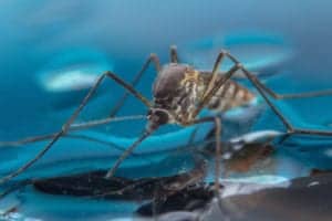 shutterstock 488750812 Mosquito,On,Blue,Background,macro,Of,A,Mosquito,On,Water