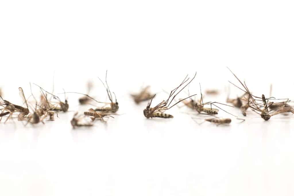 shutterstock 501966352 10 Facts About Awful Mosquitos