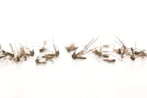 shutterstock 501966352 Mosquito,On,White,Background,mosquito,Dead.