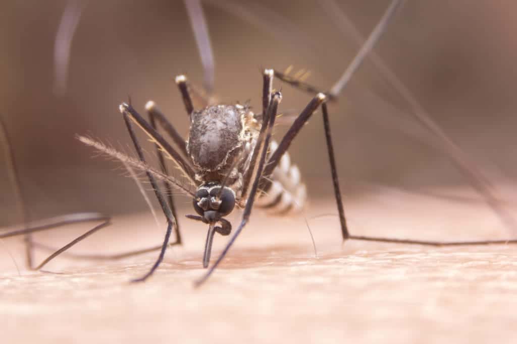 shutterstock 524046112 Mosquitos in the Rain