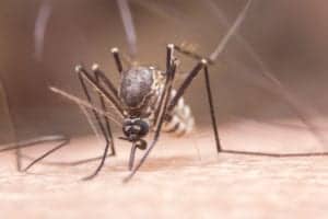 shutterstock 524046112 Zica,Virus,Aedes,Aegypti,Mosquito,On,Human,Skin,In,Black